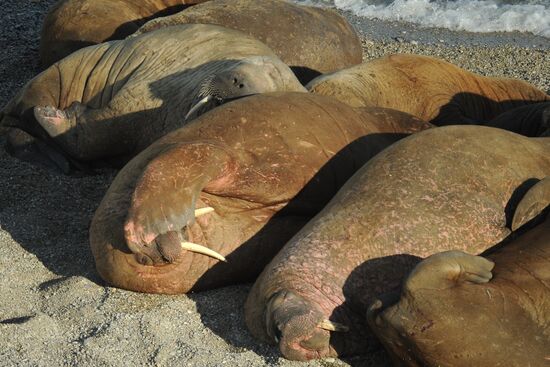 Russian Arctic National Park
