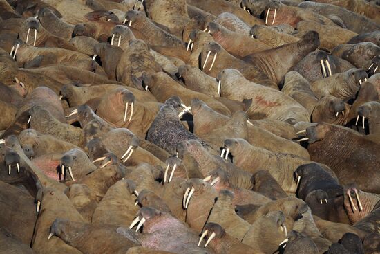 Russian Arctic National Park