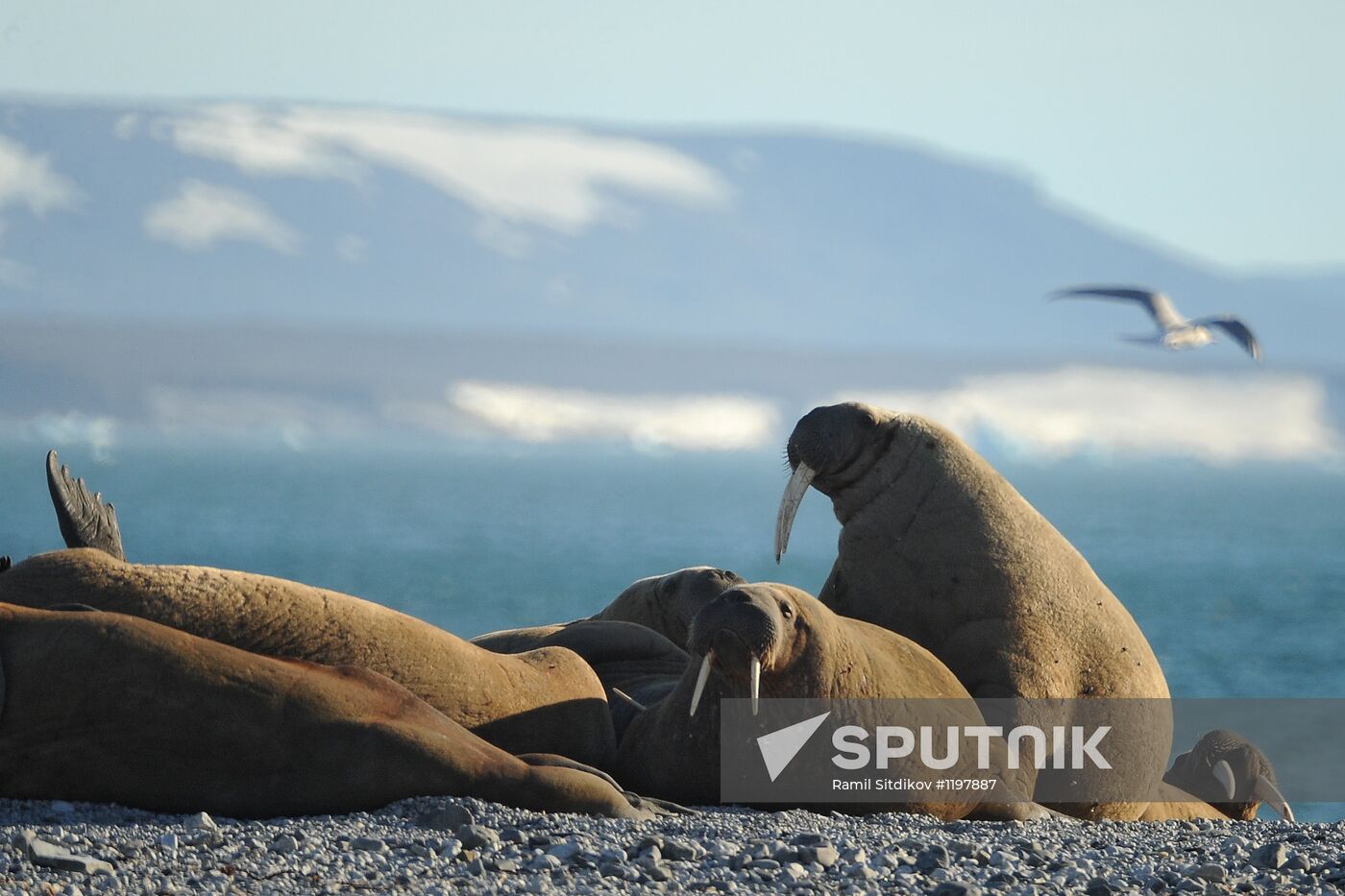 Russian Arctic National Park