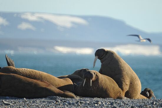 Russian Arctic National Park
