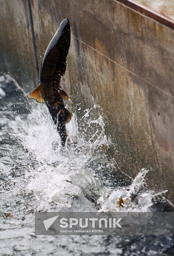 SIBERIAN SALMON SPAWNING ITURUP