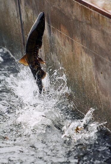 SIBERIAN SALMON SPAWNING ITURUP