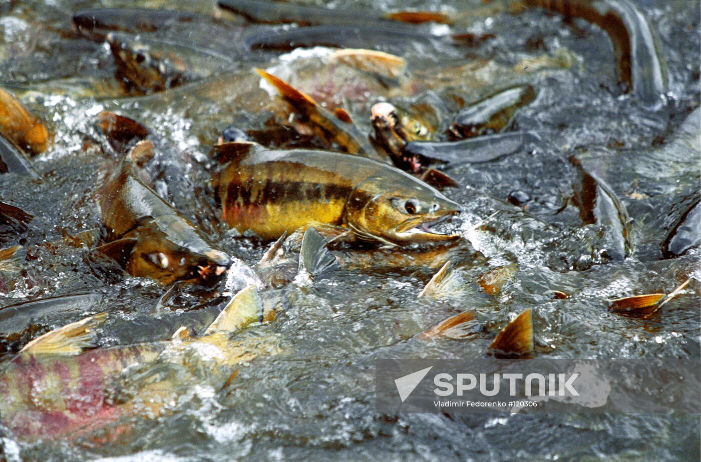 SIBERIAN SALMON SPAWNING ITURUP