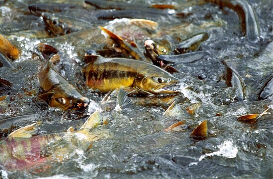 SIBERIAN SALMON SPAWNING ITURUP