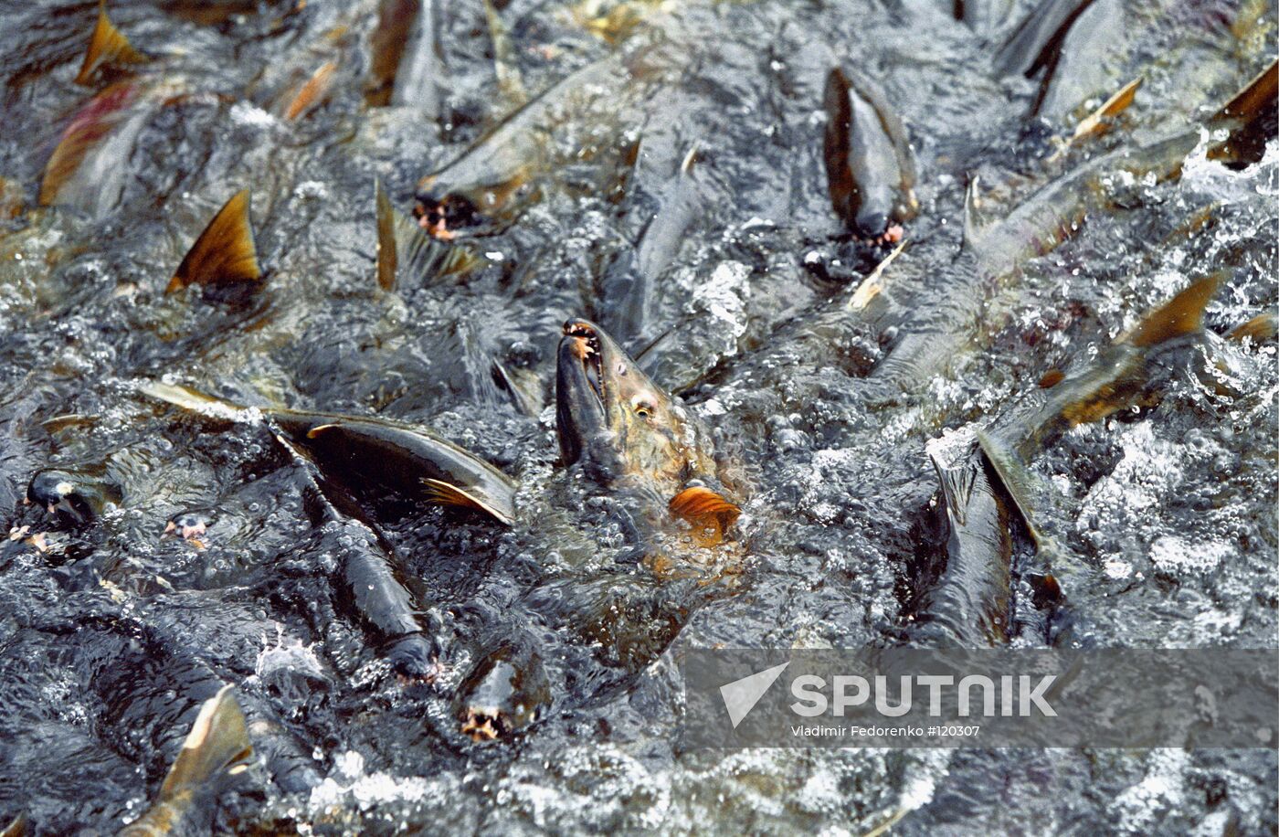SIBERIAN SALMON SPAWNING ITURUP