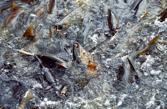 SIBERIAN SALMON SPAWNING ITURUP