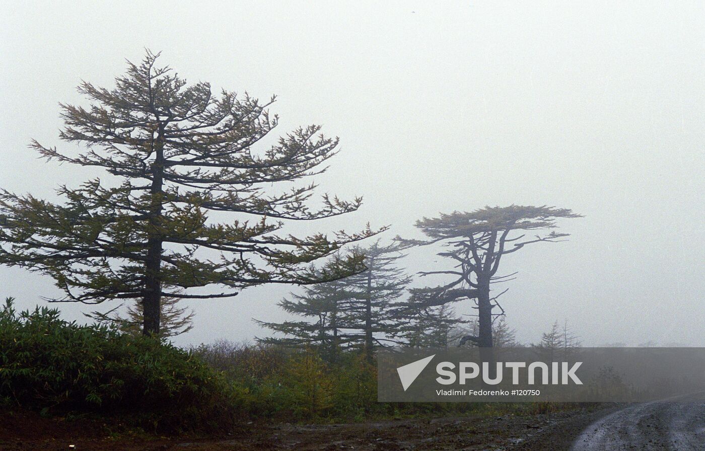 ITURUP ISLAND LANDSCAPE TREES 