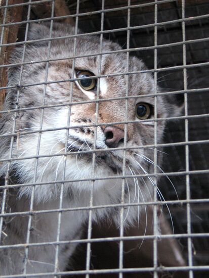LYNX SALTYKOVSKI PEDIGREE FUR FARM
