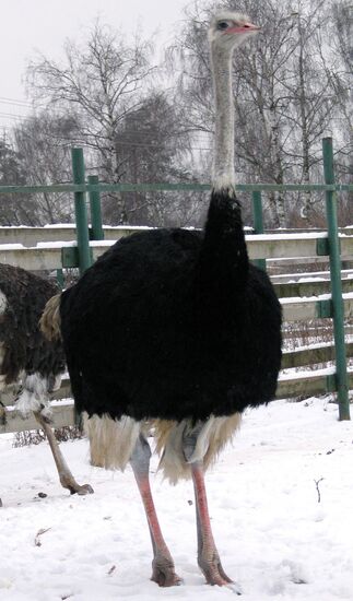 AFRICAN OSTRICHES SALTYKOVSKI PEDIGREE FUR FARM