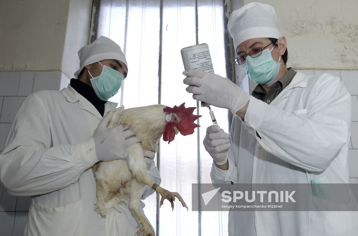 VACCINATION BIRD FLU