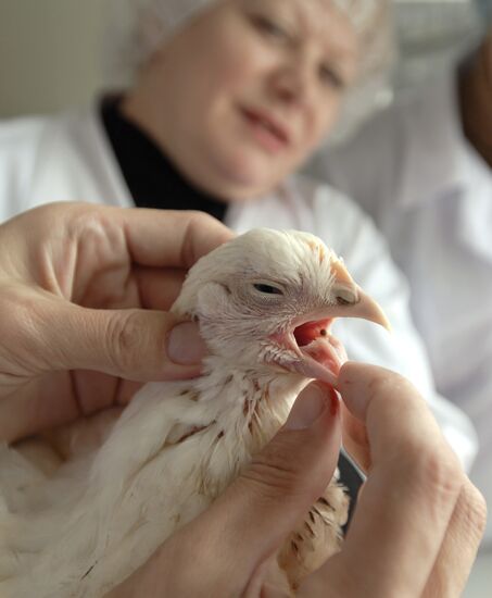 ZAO ORENBURG BROILER