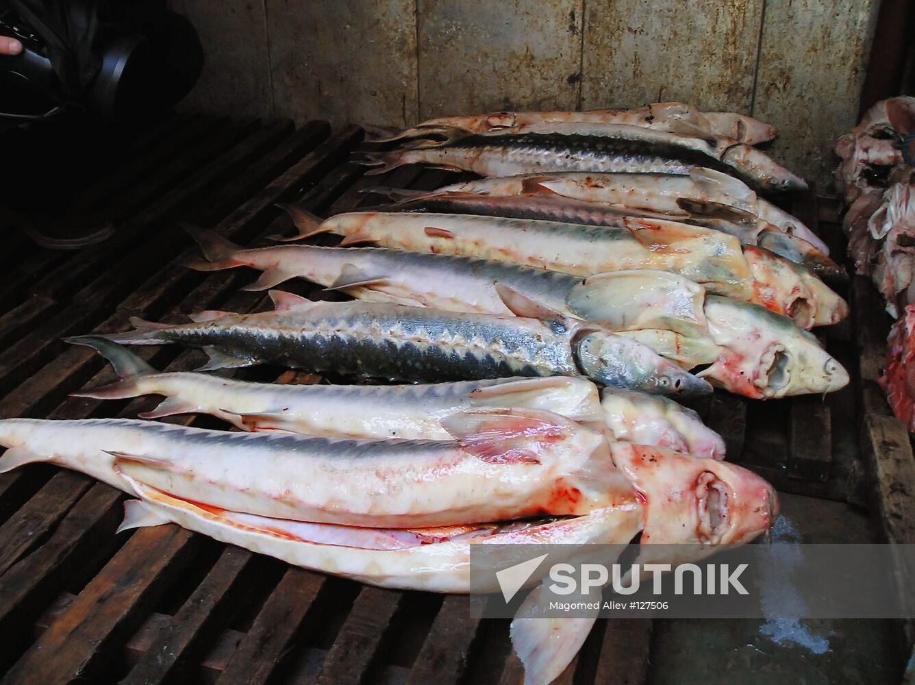 STURGEON POACHING CATCH