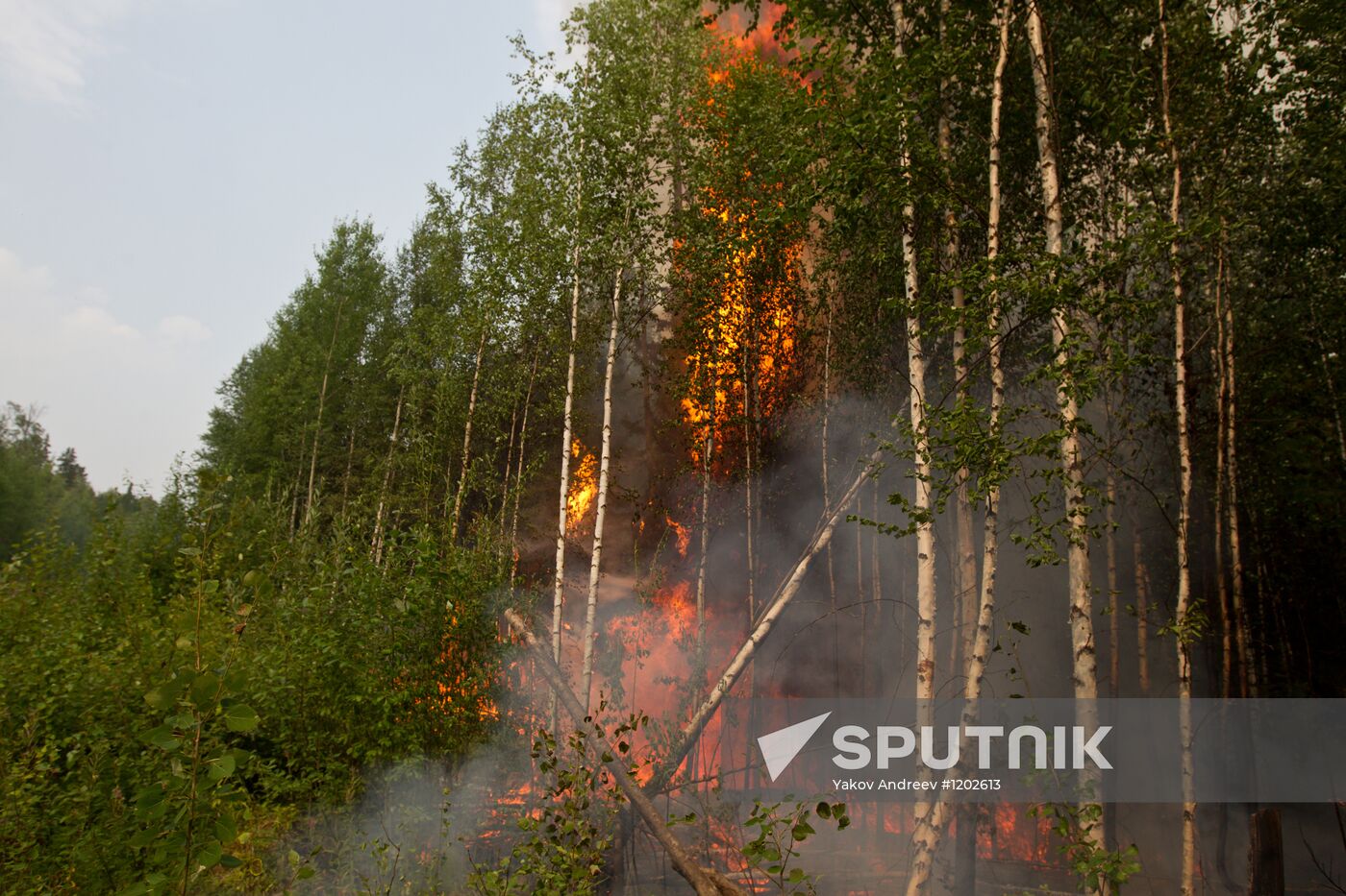 Wildfires put out in the Tomsk region
