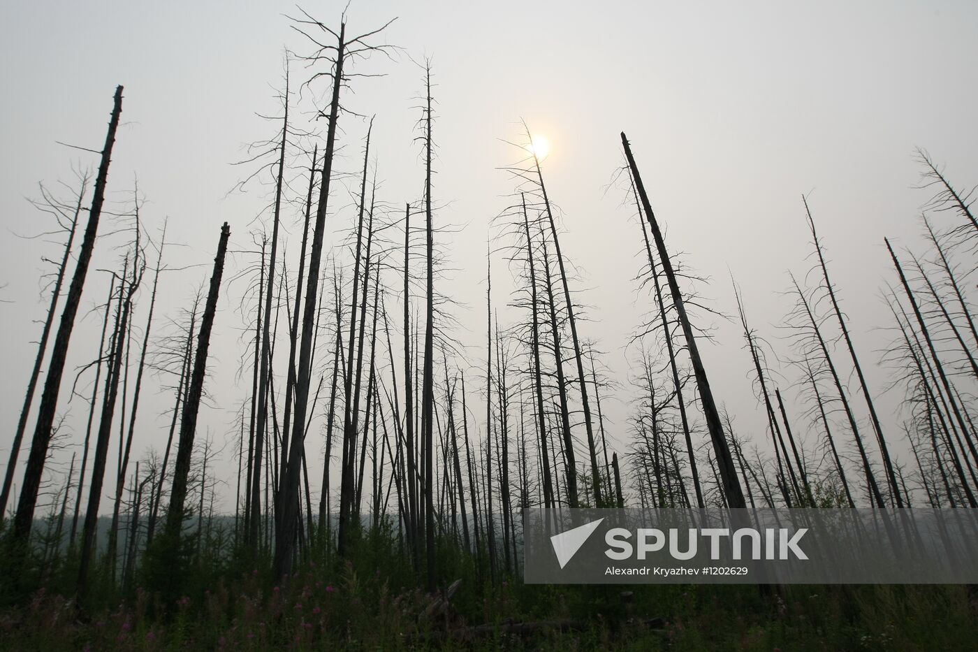 Forest fire fighting in Krasnoyarsk Territory