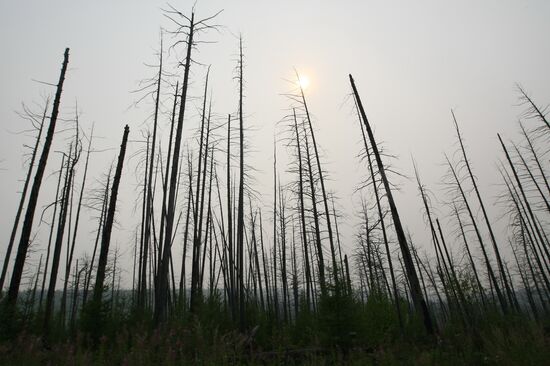 Forest fire fighting in Krasnoyarsk Territory