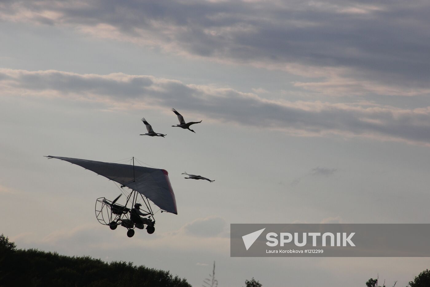 Training white cranes to fly in Oksky Nature Reserve