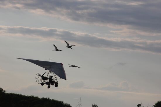 Training white cranes to fly in Oksky Nature Reserve