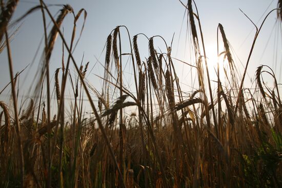 Harvesting barley crop in SAHO fields in Novosibirsk region