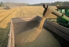 Harvesting of barley in fields of Siberian Agrarian Holding