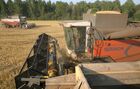 Harvesting of barley in fields of Siberian Agrarian Holding