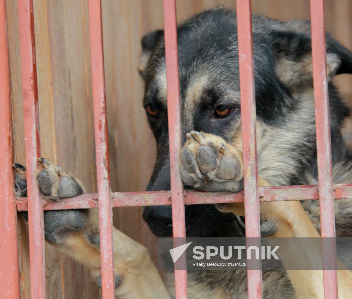 Work of Canine Service Center