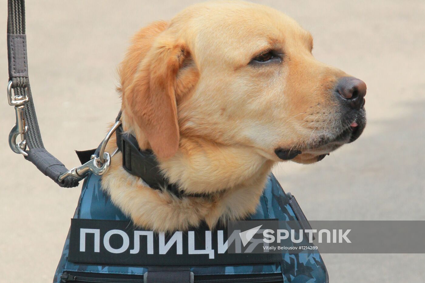 Service dog
