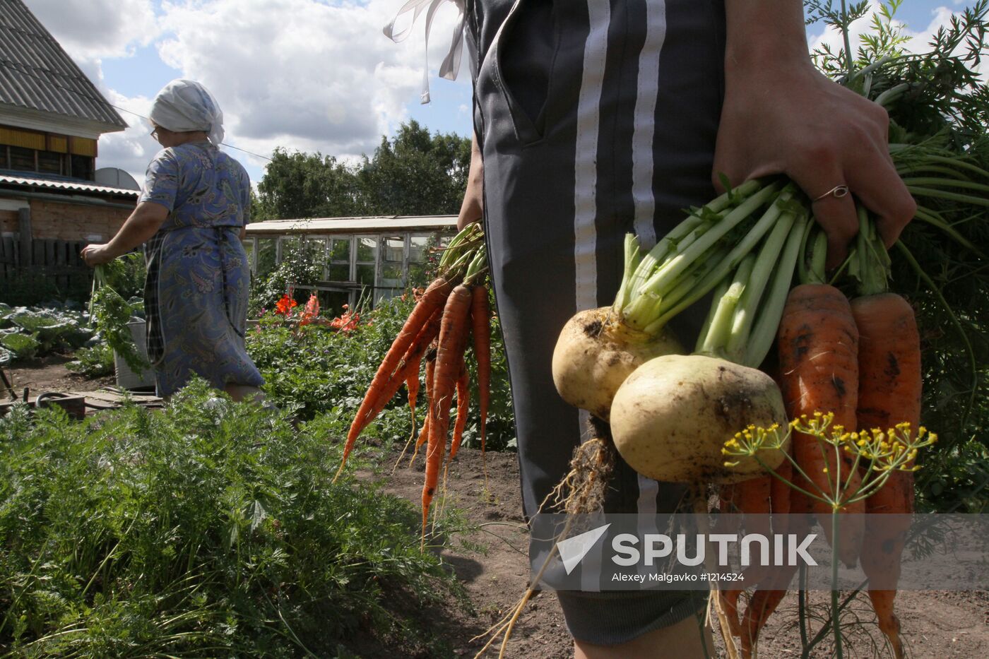 Harvesting on country sites in Omsk region