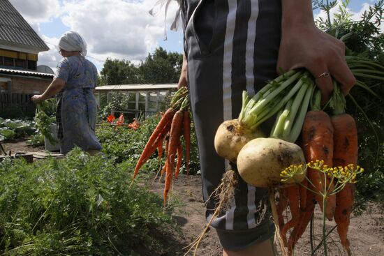 Harvesting on country sites in Omsk region