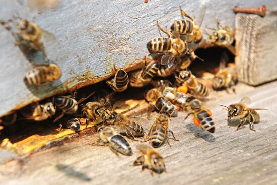 Apiary in Novgorod Region
