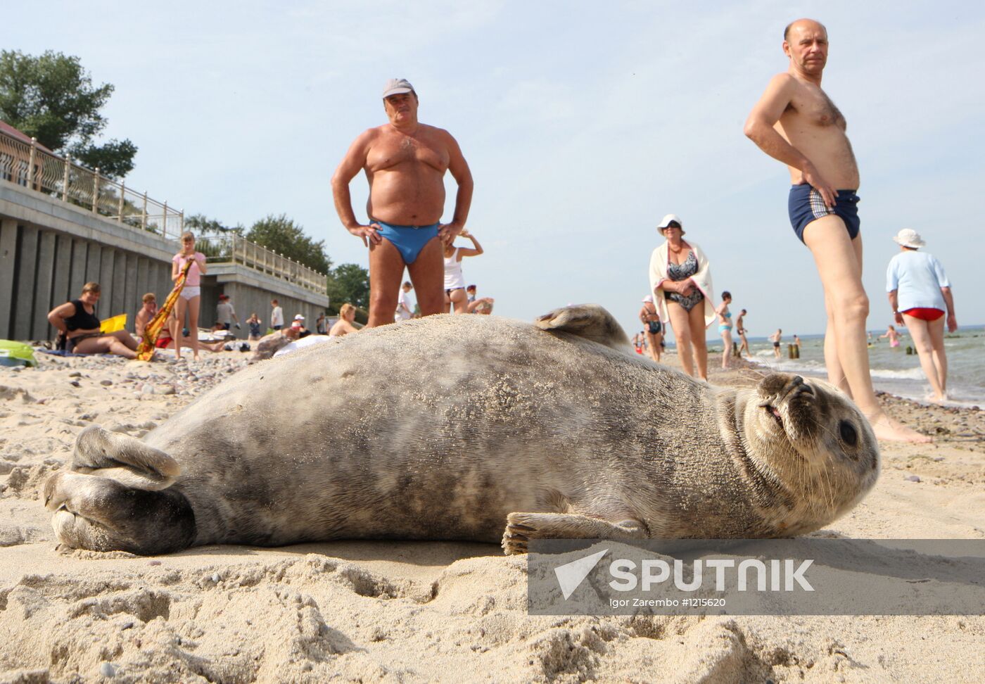 Baltic gray seal on a Zelenogradsk city beach