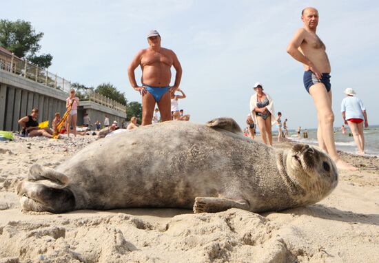 Baltic gray seal on a Zelenogradsk city beach