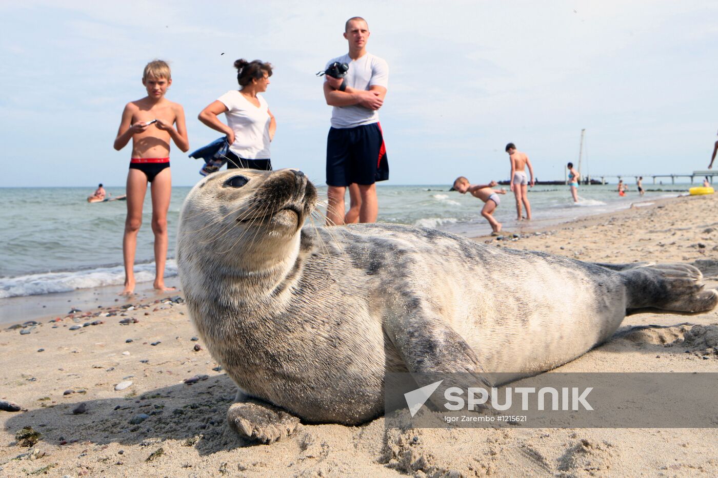 Baltic gray seal on a Zelenogradsk city beach