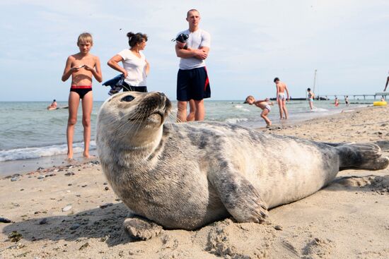Baltic gray seal on a Zelenogradsk city beach