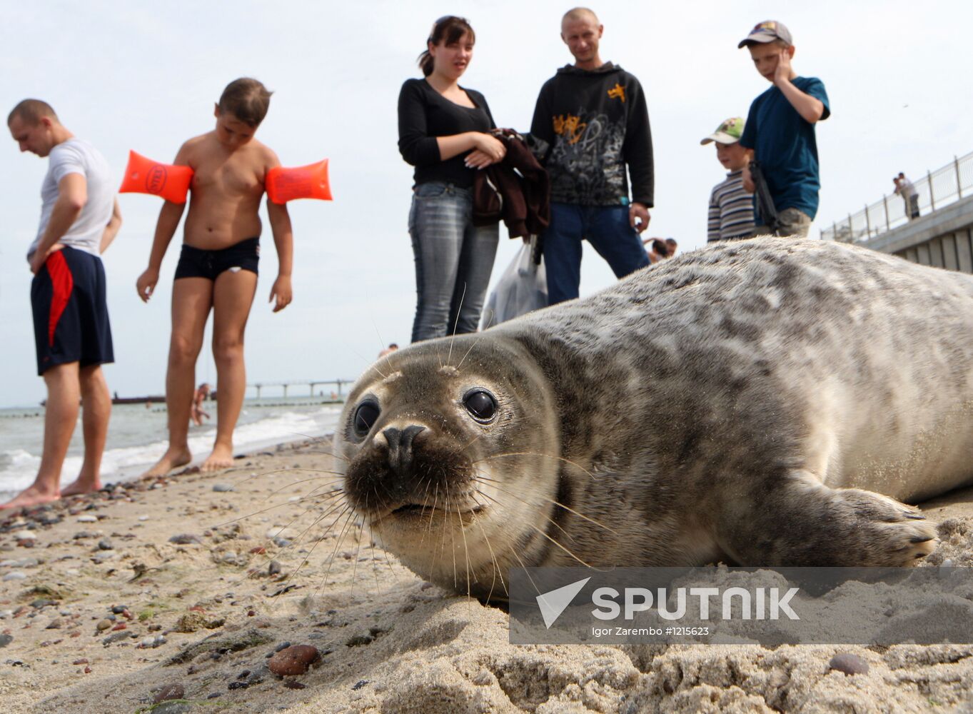Baltic gray seal on a Zelenogradsk city beach
