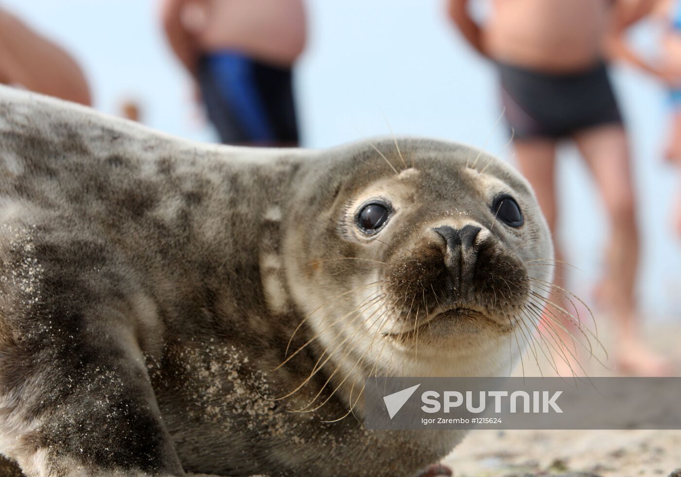 Baltic gray seal on a Zelenogradsk city beach