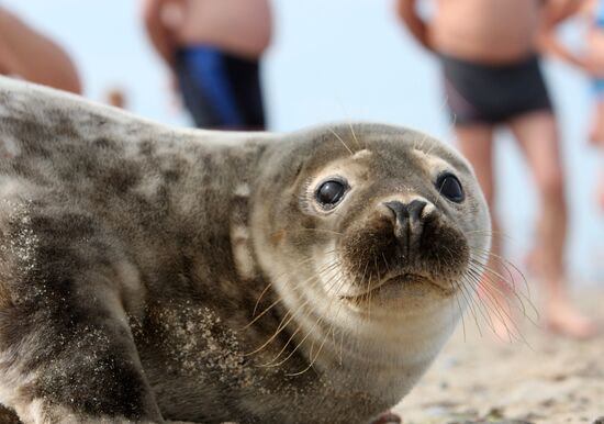 Baltic gray seal on a Zelenogradsk city beach