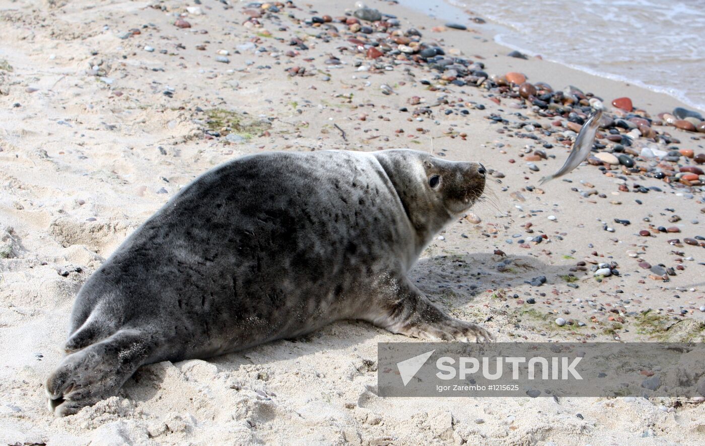 Baltic gray seal on a Zelenogradsk city beach