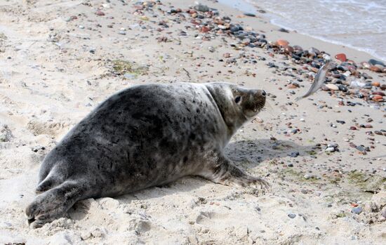 Baltic gray seal on a Zelenogradsk city beach