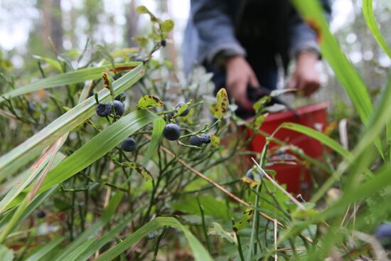 Collecting blueberries, Omsk Region