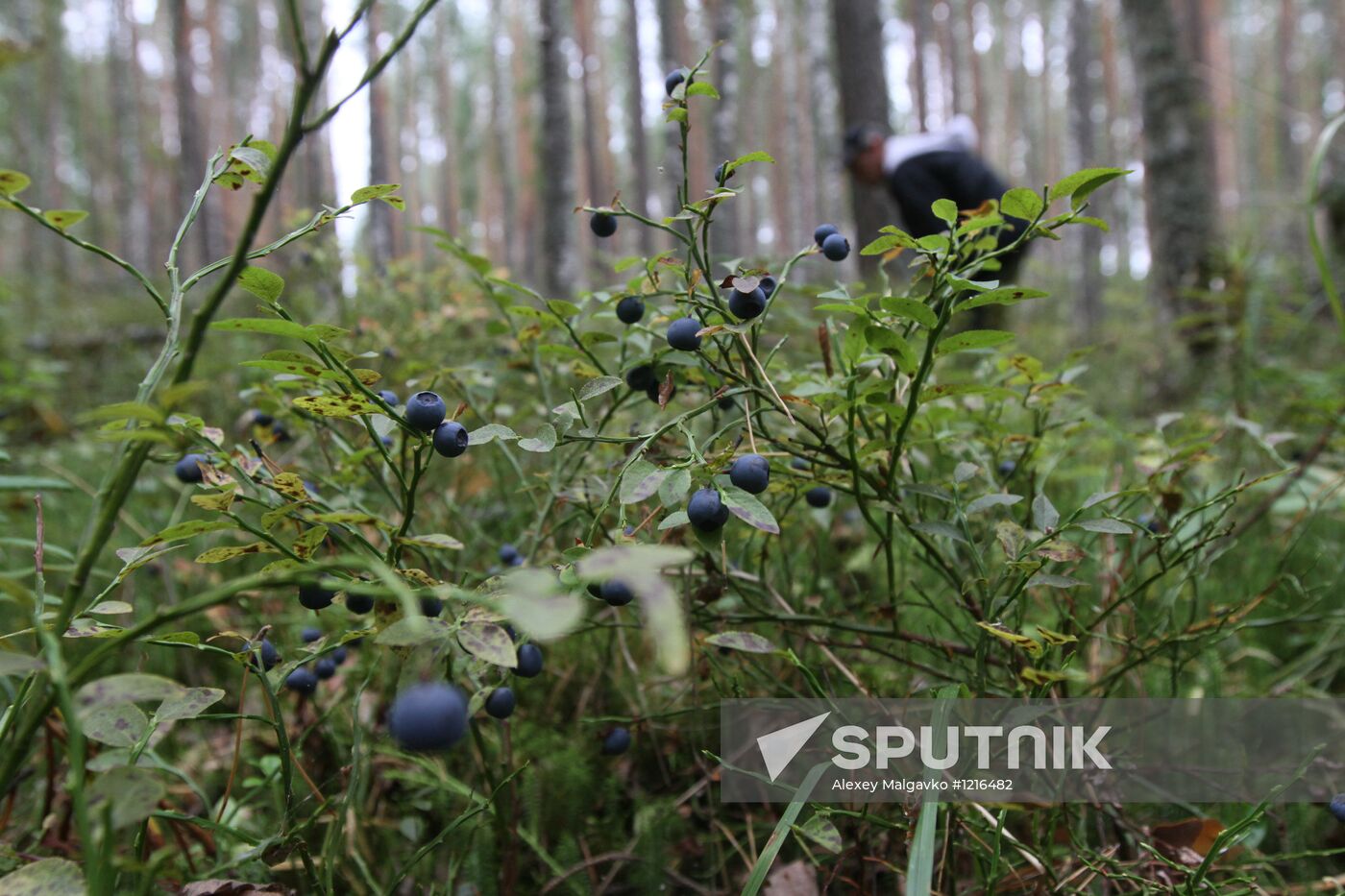 Collecting blueberries, Omsk Region