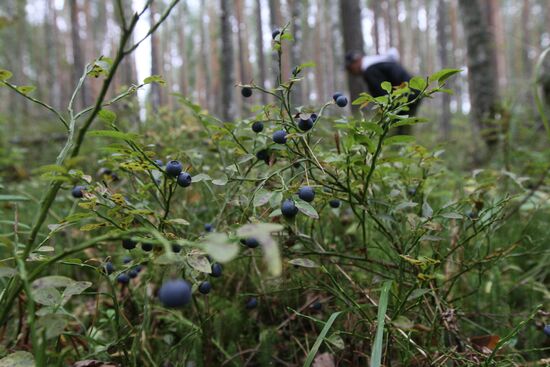 Collecting blueberries, Omsk Region