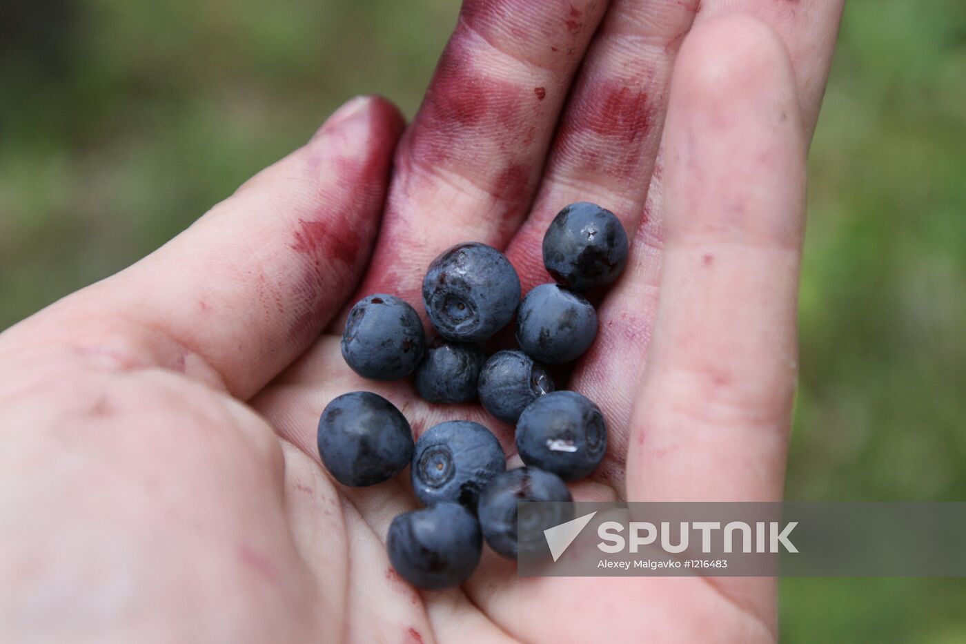 Collecting blueberries, Omsk Region