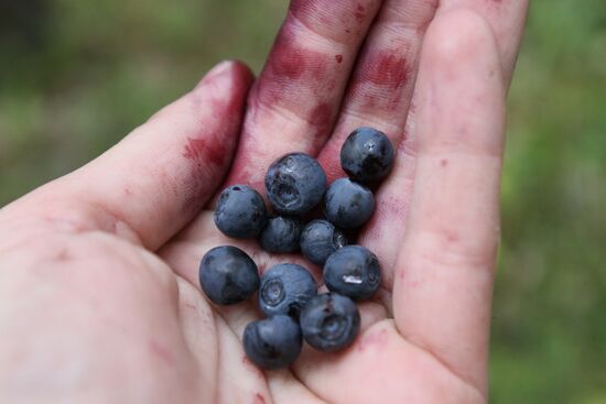 Collecting blueberries, Omsk Region
