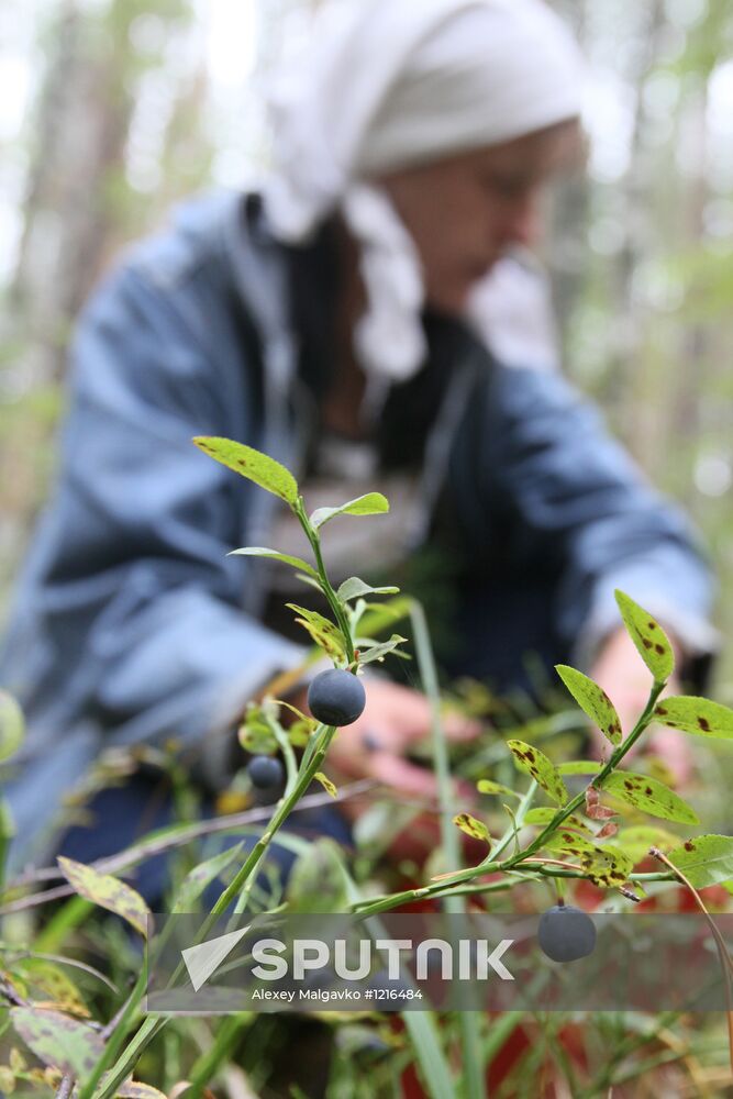 Collecting blueberries, Omsk Region