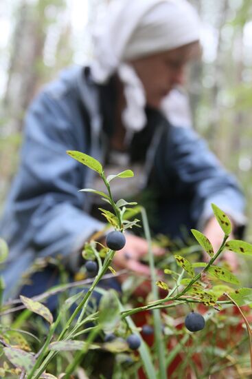 Collecting blueberries, Omsk Region