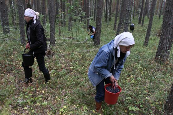 Collecting blueberries, Omsk Region