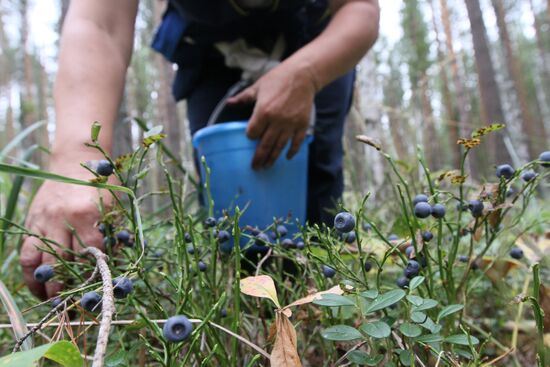 Collecting blueberries, Omsk Region