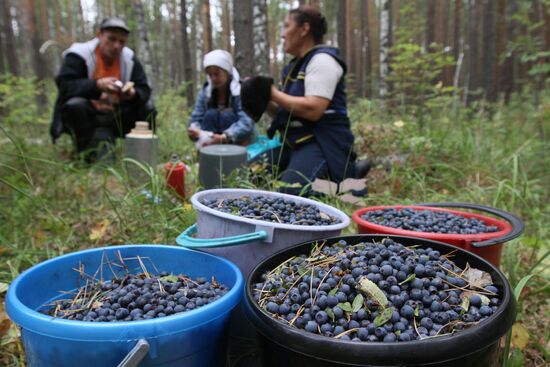 Collecting blueberries, Omsk Region