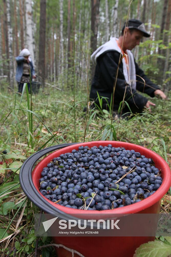 Collecting blueberries, Omsk Region