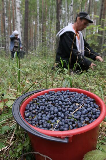 Collecting blueberries, Omsk Region